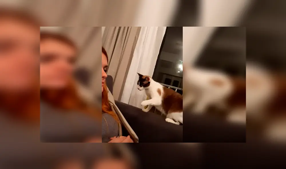 Desliza las imágenes hacia la izquierda para apreciar la reacción de un gato cuando la novia de su dueño lo asustó.