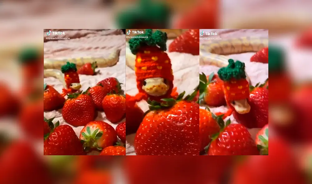 Desliza a la izquierda para conocer el tierno aspecto de esta serpiente que ha sorprendido a miles en TikTok. Foto: Captura.