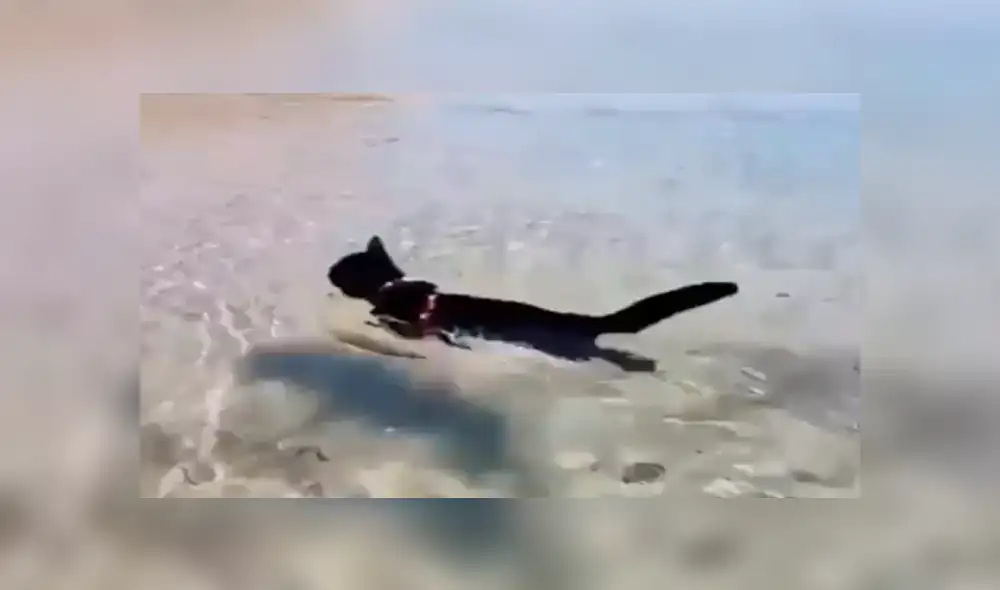 Facebook viral: gato vence su temor al agua y cruza charco para seguir a su amo 