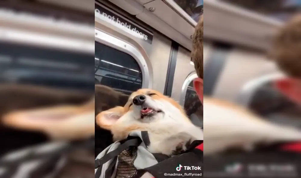 Perro - tiktok - viral Perro - tiktok - viral