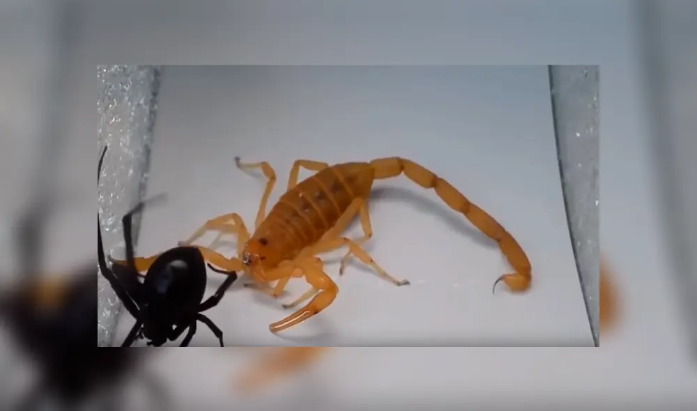 Mortal pelea entre viuda negra y escorpión tiene un lamentable desenlace [VIDEO] 