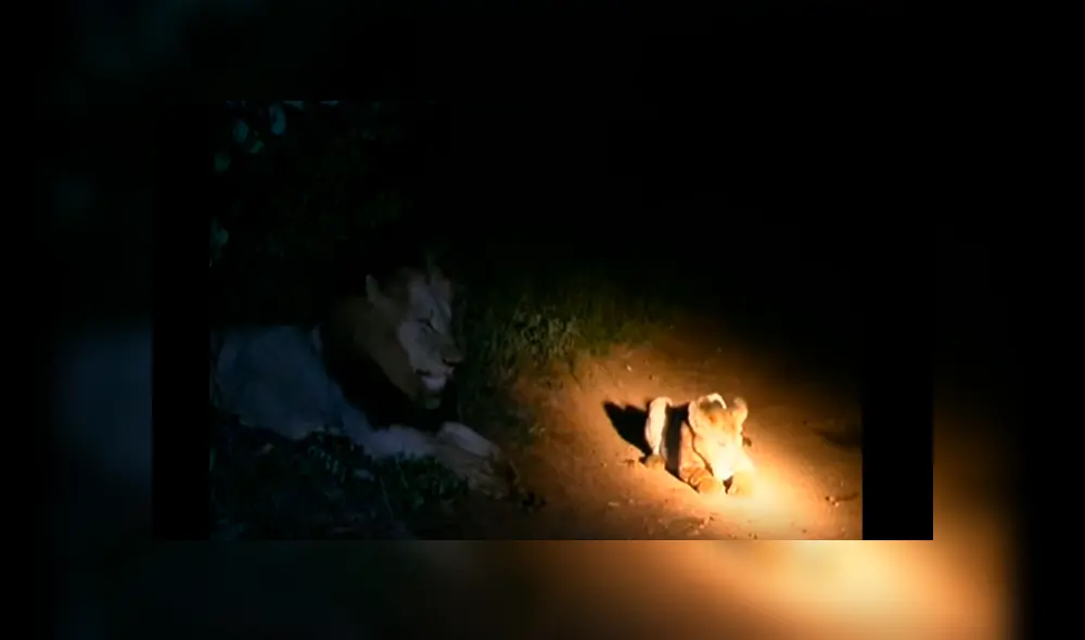 Desliza hacia la izquierda para ver las imágenes del viral de YouTube de un león enfrentándose con una manada de felinos.