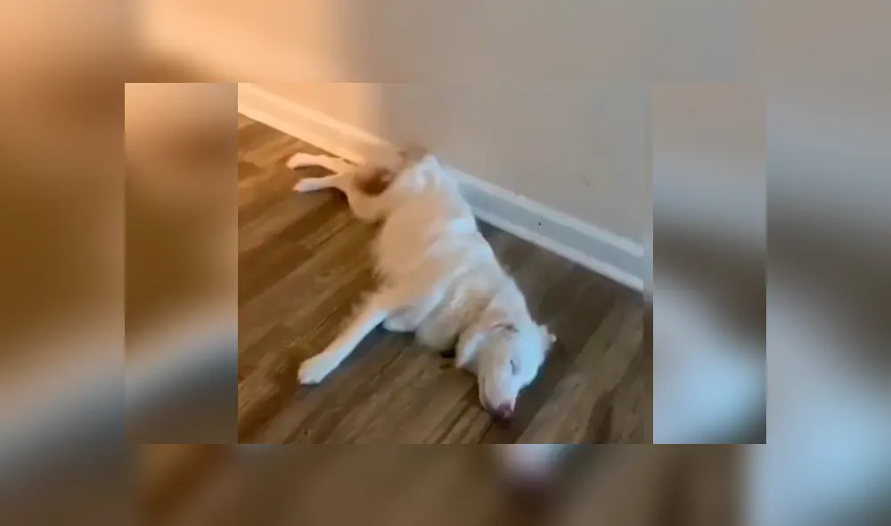 Desliza las imágenes hacia la izquierda para conocer la tierna acción de un joven con su adorada mascota. Desliza las imágenes hacia la izquierda para conocer la tierna acción de un joven con su adorada mascota.