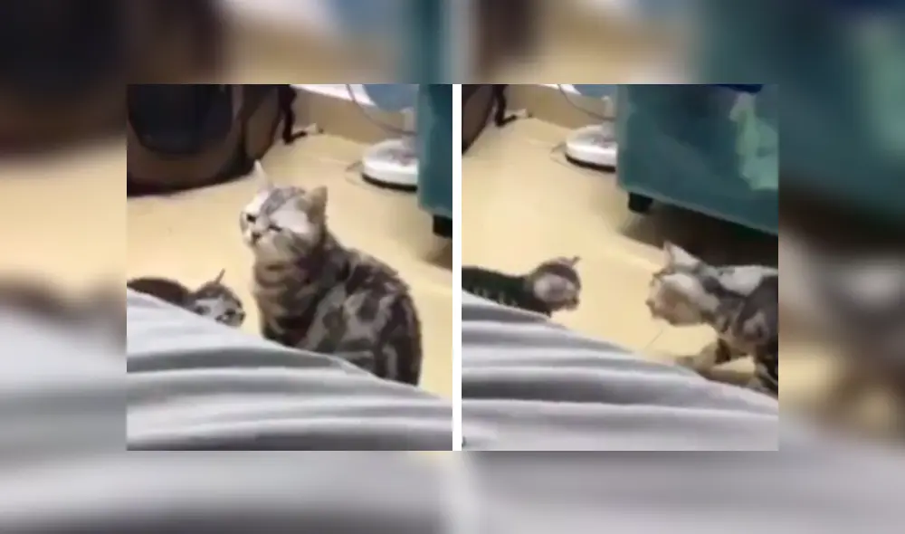 Facebook viral: Gatita se olvida de su cría y queda espantada al verla [VIDEO]