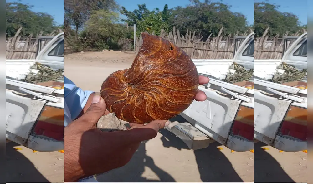 Hallan resto fósil de 400 años de antiguedad. Foto: Reynaldo Elizalde Hallan resto fósil de 400 años de antiguedad. Foto: Reynaldo Elizalde