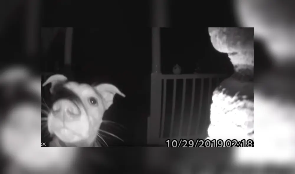 Video es viral en Facebook. El can se había quedado afuera durante horas y no podía ingresar porque sus dueños habían cerrado las puertas sin notar su ausencia Video es viral en Facebook. El can se había quedado afuera durante horas y no podía ingresar porque sus dueños habían cerrado las puertas sin notar su ausencia