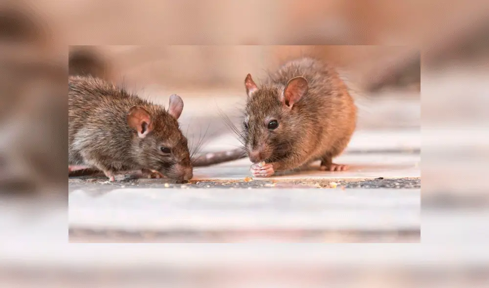 Los roedores se han visto obligados a buscar nuevas fuentes de comida. Fuente: Getty Images / foto referencial. Los roedores se han visto obligados a buscar nuevas fuentes de comida. Fuente: Getty Images / foto referencial.