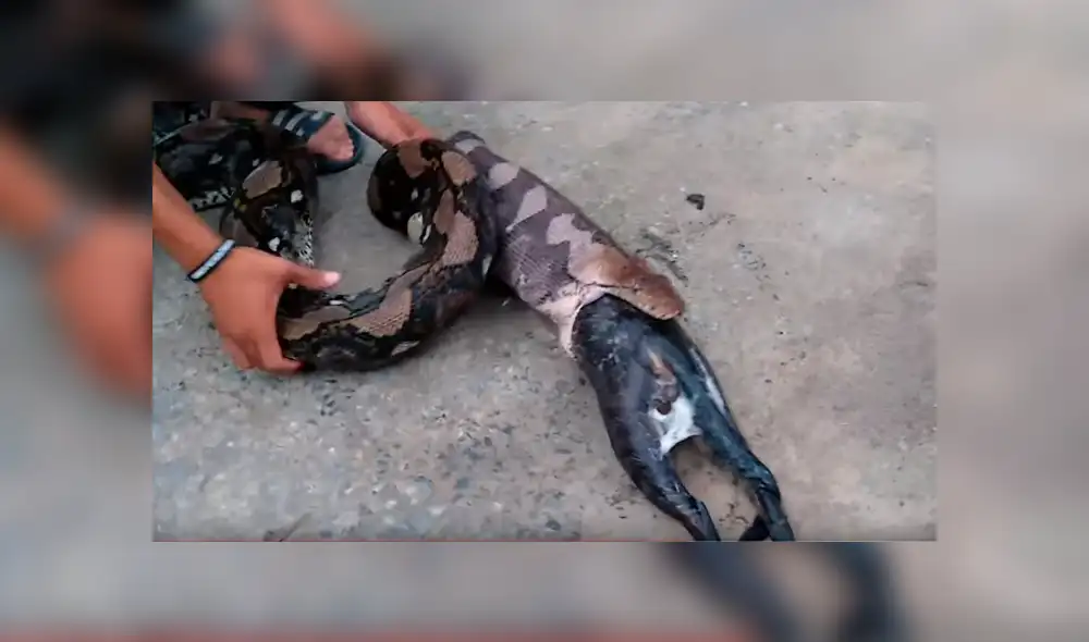 El autor del video de YouTube se acercó a serpiente salvaje para grabar asqueroso momento en que regurgita a un gato