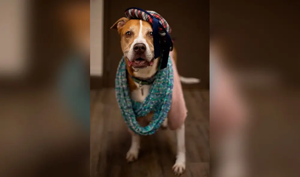 Desliza las imágenes para ver la sesión fotográfica de unos perros al modelar unos trajes y accesorios. Foto: Flagler Humane Society