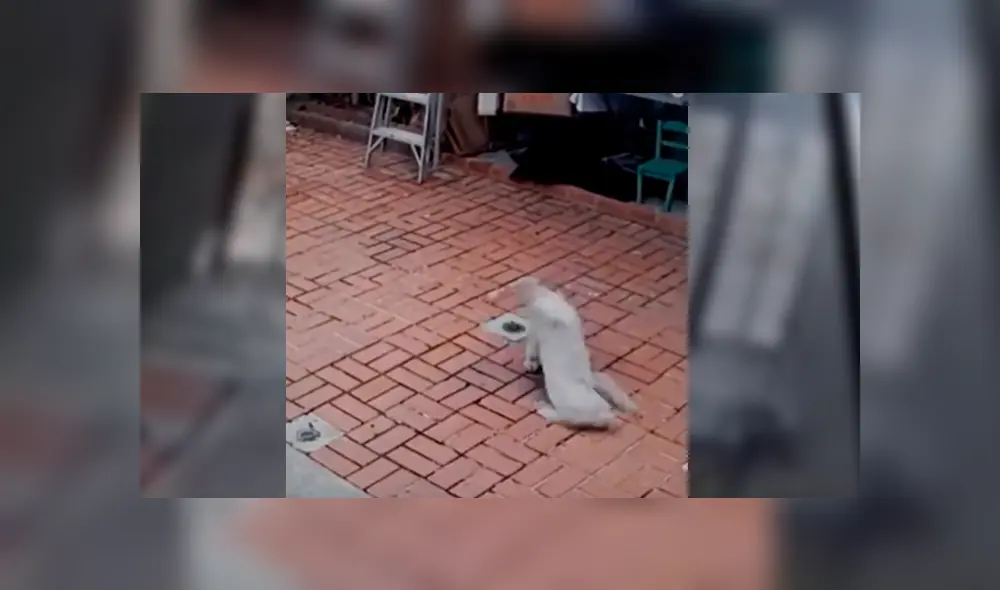 Desliza para ver el terrible final de este polémico video viral de YouTube. Foto: Captura. Desliza para ver el terrible final de este polémico video viral de YouTube. Foto: Captura.