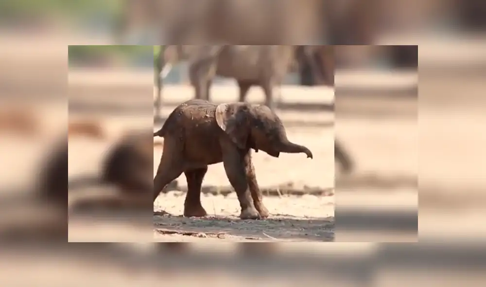 En YouTube, un bebé elefante sufrió varios tropiezos al pretender caminar al lado de su madre. En YouTube, un bebé elefante sufrió varios tropiezos al pretender caminar al lado de su madre.