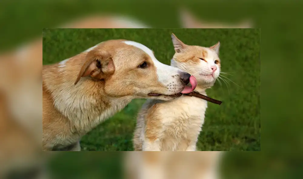 Mascotas – animales – perros – COVID-19 – estrés – depresión