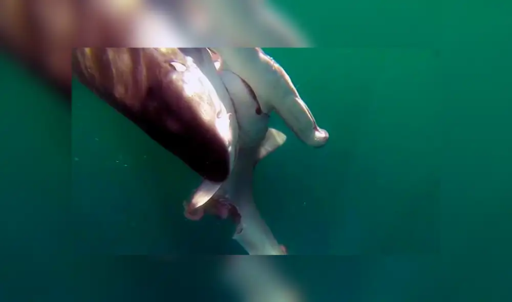 Facebook viral: pugna a muerte entre tiburón tigre y tiburón martillo tiene un final inesperado que sorpendió a miles [VIDEO]