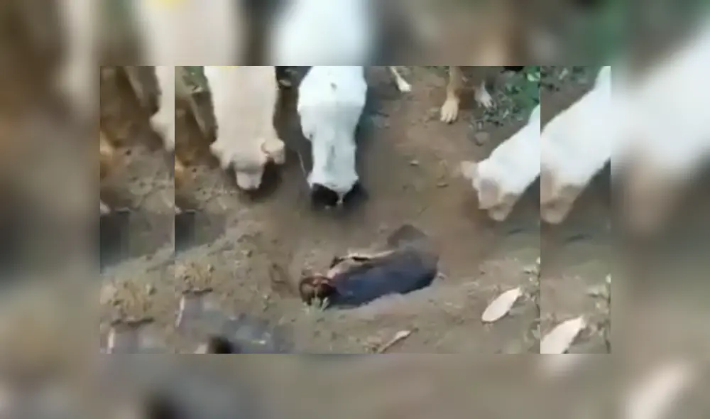 Video es viral en Facebook. Canes protagonizaron una conmovedora escena tras ayudar a enterrar el cuerpo de uno de los integrantes de su manada. Video es viral en Facebook. Canes protagonizaron una conmovedora escena tras ayudar a enterrar el cuerpo de uno de los integrantes de su manada.