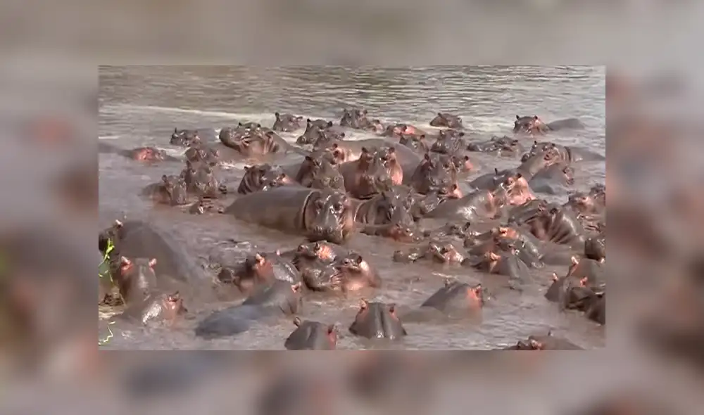 YouTube viral: 30 hipopótamos atacan a cocodrilo que minutos antes los quiso devorar [VIDEO]