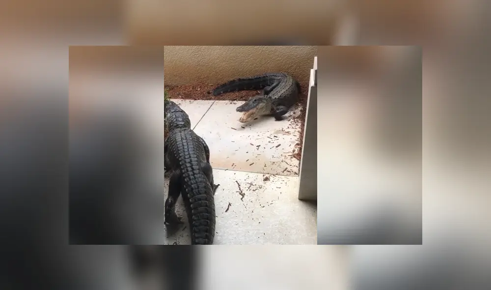 A través de Facebook se ha vuelto viral el aterrador momento en que dos cocodrilos pelean en la puerta de una casa. A través de Facebook se ha vuelto viral el aterrador momento en que dos cocodrilos pelean en la puerta de una casa.