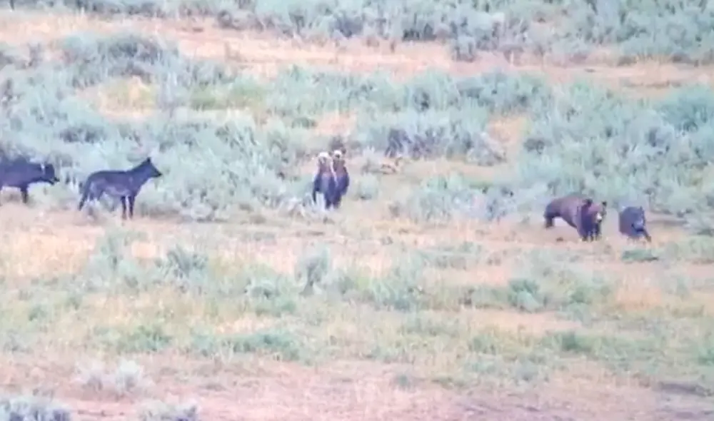 Los oseznos también se pararon sobre sus dos patas tratando de imponerse ante los lobos. Foto: Wolf Tracker / Facebook