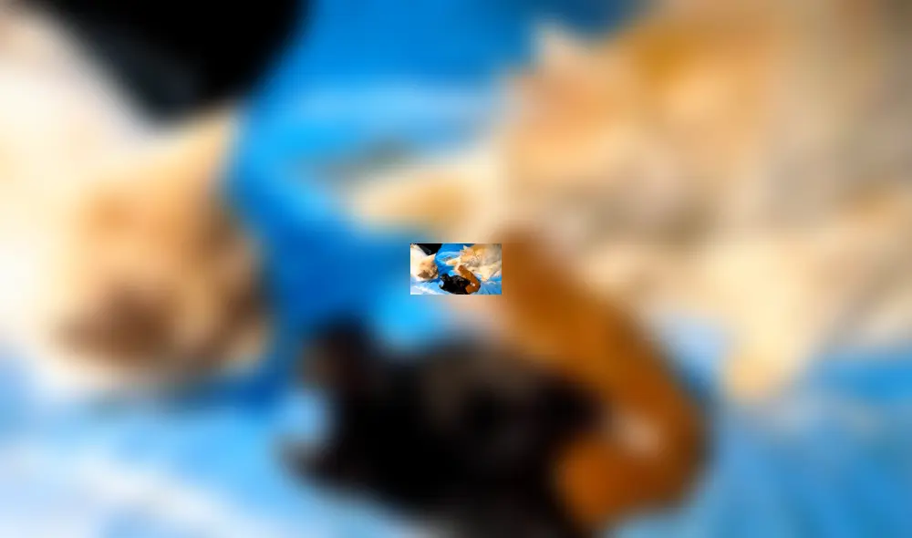 Facebook: Gata infiel es descubierta por su pareja y ocurre lo impensado 