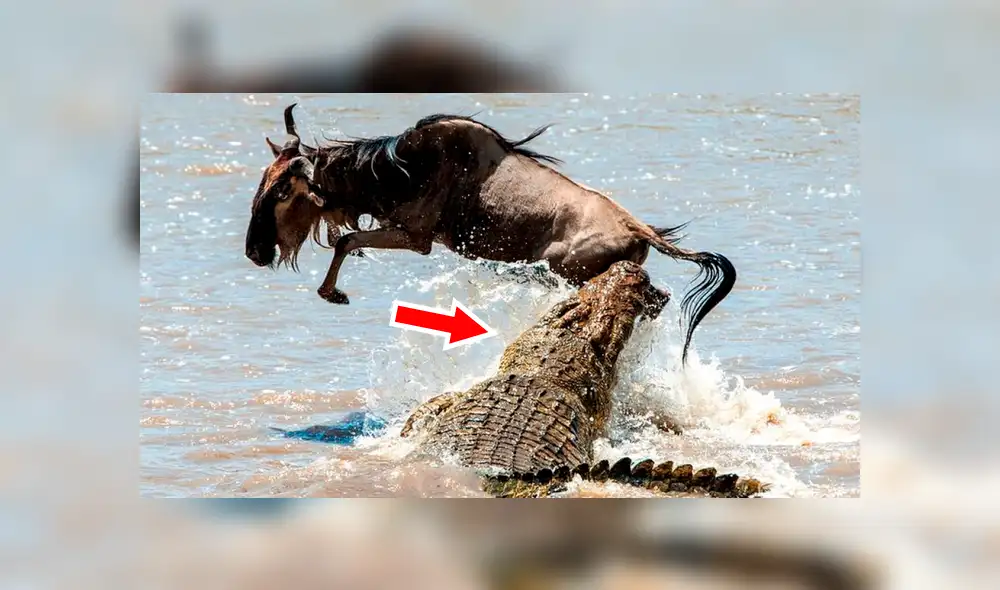 YouTube viral: Hambriento cocodrilo atrapa a un antílope en feroz batalla y lo deja lisiado [VIDEO] 