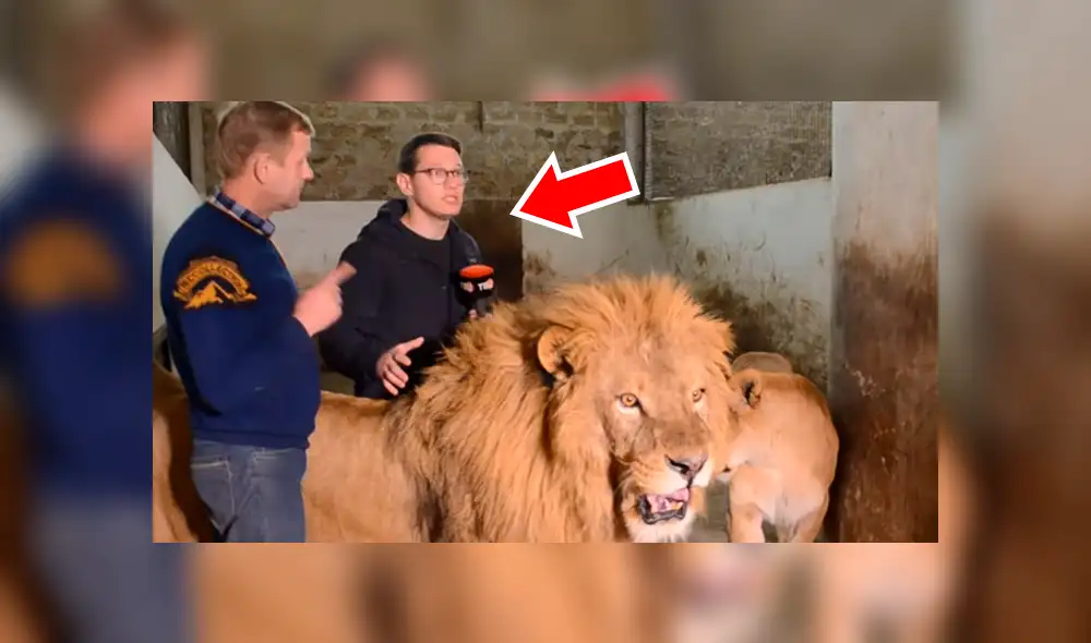 YouTube viral: leones aparecen mientras reportero entrevista a cuidador y sucede esto [VIDEO]