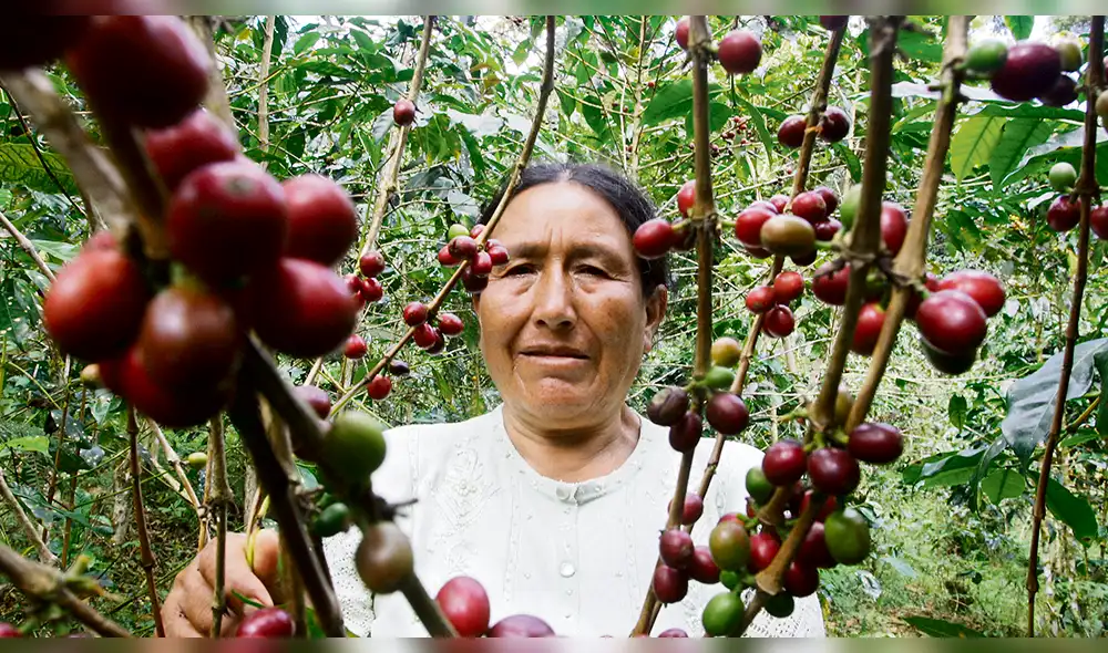 Cultivo del café se ve desplazado por hoja de coca en Sandia