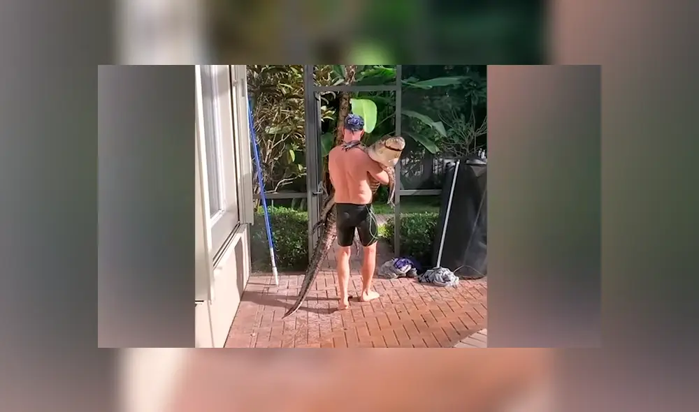 El sujetó luchó contra el enorme reptil para cansarlo y cargarlo como un bebé. Foto: captura El sujetó luchó contra el enorme reptil para cansarlo y cargarlo como un bebé. Foto: captura