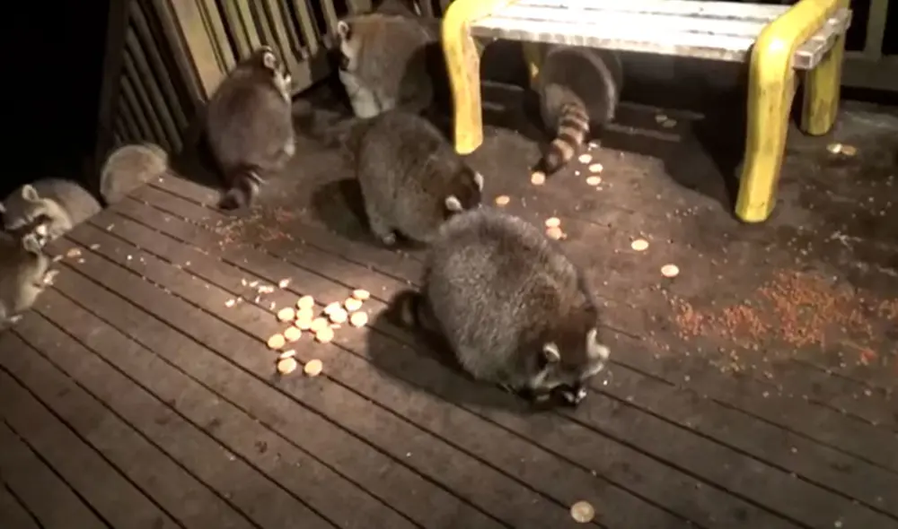 Desliza las imágenes para conocer la noble labor de un hombre al cuidar y proteger a unos mapaches. Foto: captura de YouTube