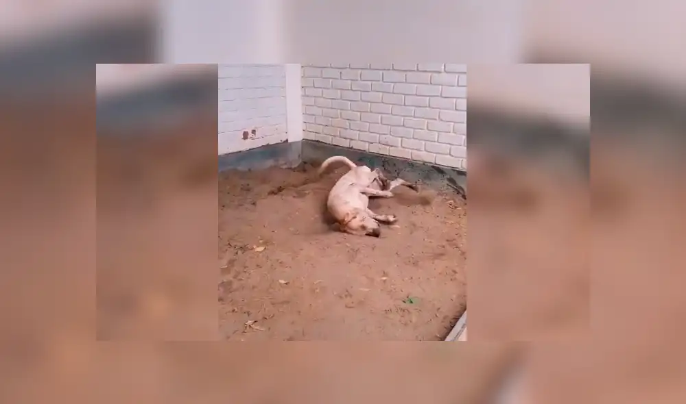 Desliza la imagen de Facebook para verlas todas.