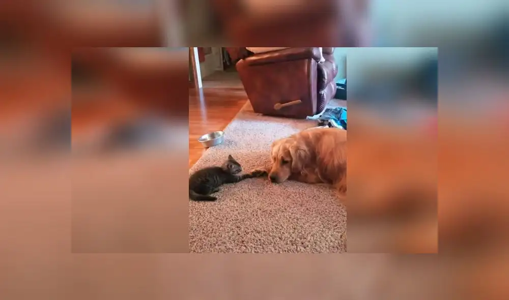 Desliza las imágenes para ver la tierna escena que protagonizó un pequeño gato y un perro cuando nadie los podía ver. Foto: ViralHog