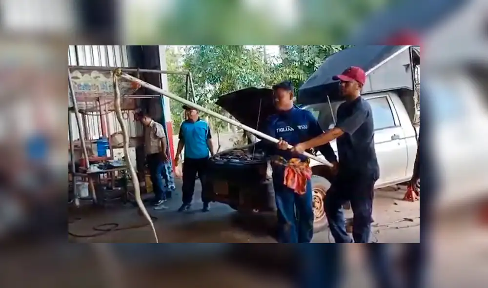 Desliza hacia la izquierda para a la serpiente regurgitando un sapo. Escena viral de YouTube. Desliza hacia la izquierda para a la serpiente regurgitando un sapo. Escena viral de YouTube.