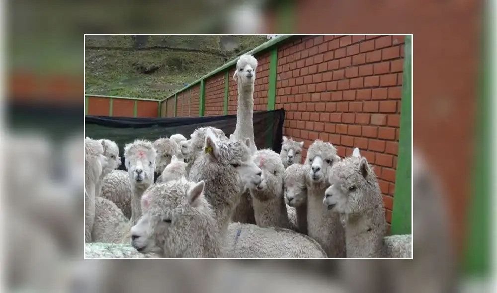 Huancavelica: Propician mejora de crianza de alpacas en beneficio de más de 300 familias de Huachocolpa