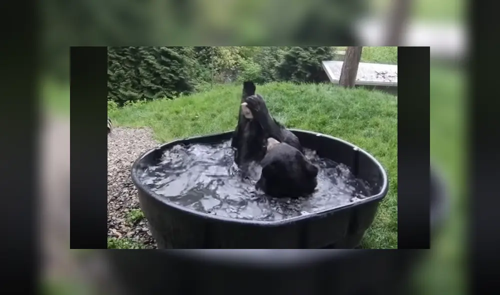 A través de Facebook se ha vuelto viral un tierno momento protagonizado por un enorme oso.