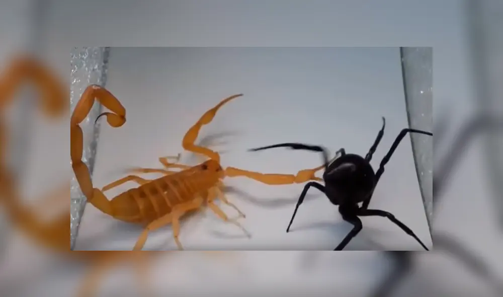 Mortal pelea entre viuda negra y escorpión tiene un lamentable desenlace [VIDEO] 