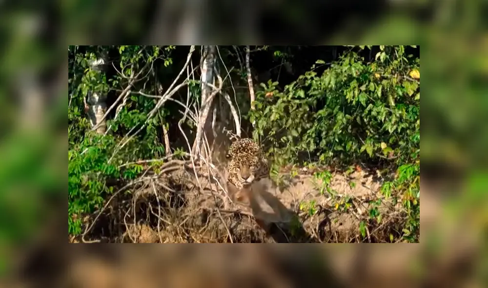Hambriento jaguar ataca sin piedad a cocodrilo y brutal pelea tiene inesperado final [VIDEO] 