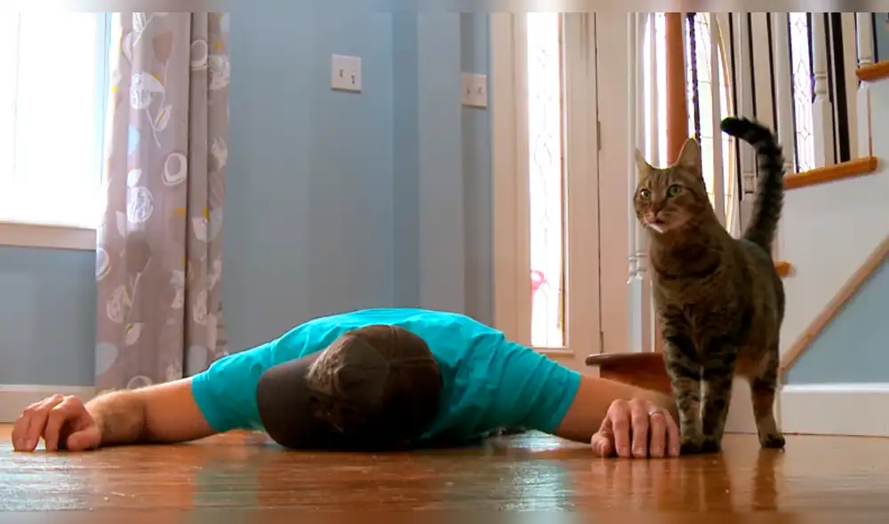 YouTube Viral: Gato hizo lo impensable al ver "muerto" a su dueño [VIDEO]