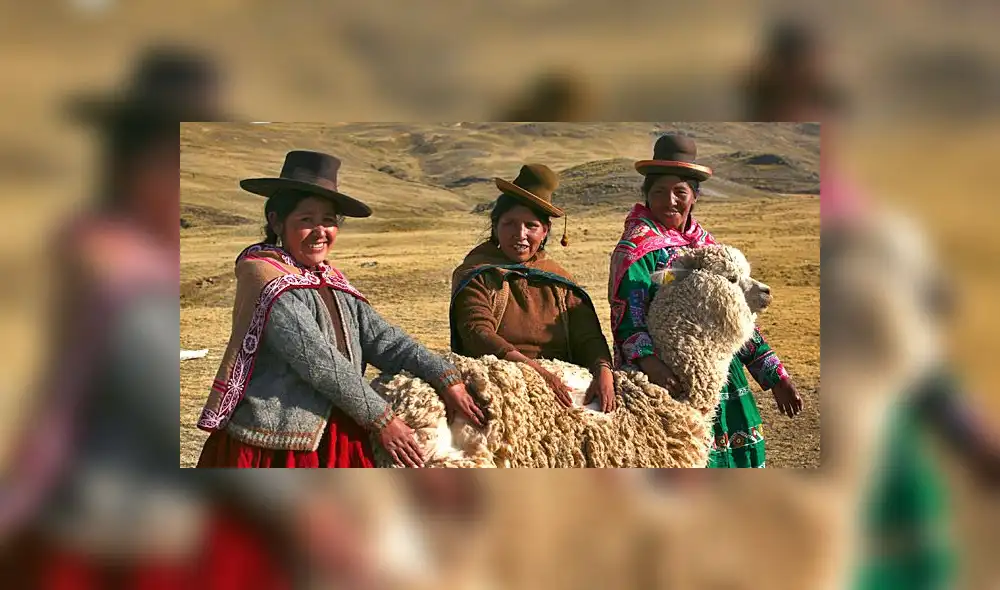 Buscan mejorar rendimiento genético de alpacas y llamas en Huancavelica