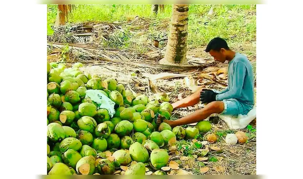 Real Madrid: Casemiro le regaló una camiseta a Gleisson, el joven que pela cocos y que sueña con ser futbolista profesional. Real Madrid: Casemiro le regaló una camiseta a Gleisson, el joven que pela cocos y que sueña con ser futbolista profesional.
