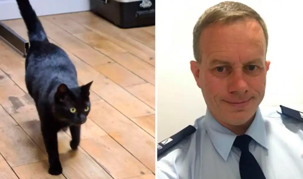 La felina habìa desaparecido en abril de 2018 cerca a una parada de camiones. Foto: Cats Protection