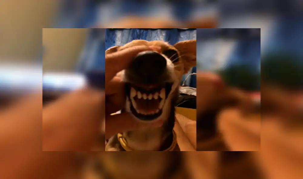 En Facebook, un joven agarró el hocico de su perro para hacer que ‘hable’ y el resultado hizo reír a miles. En Facebook, un joven agarró el hocico de su perro para hacer que ‘hable’ y el resultado hizo reír a miles.