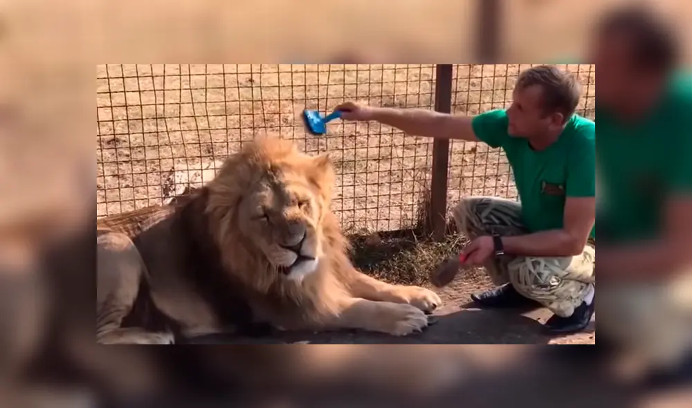 Cuidador ingresa a jaula de león para peinarlo. Foto: Captura.