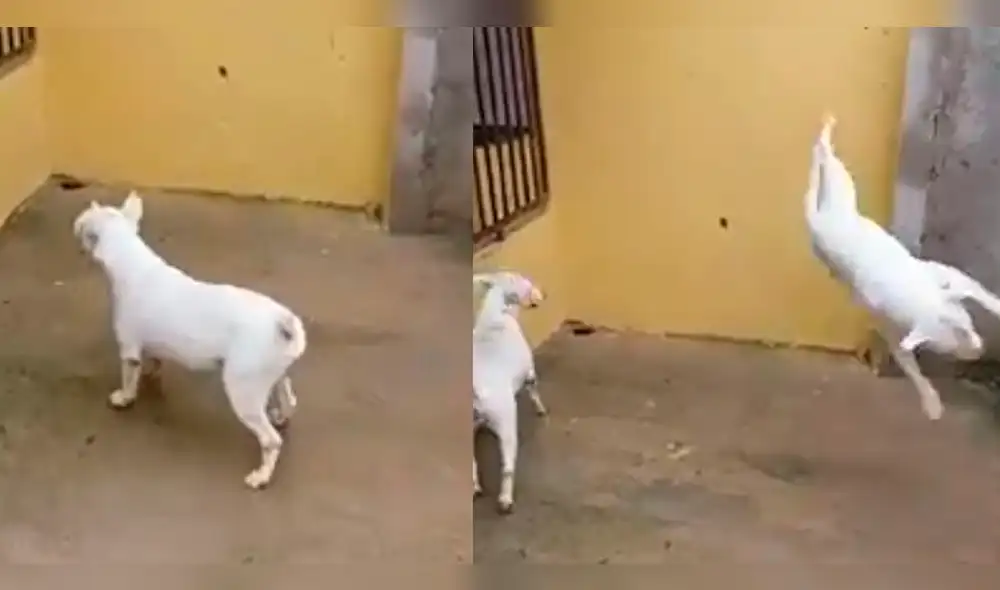 Facebook: perros pitbull sorprenden a miles al realizar pasos de break dance [VIDEO]