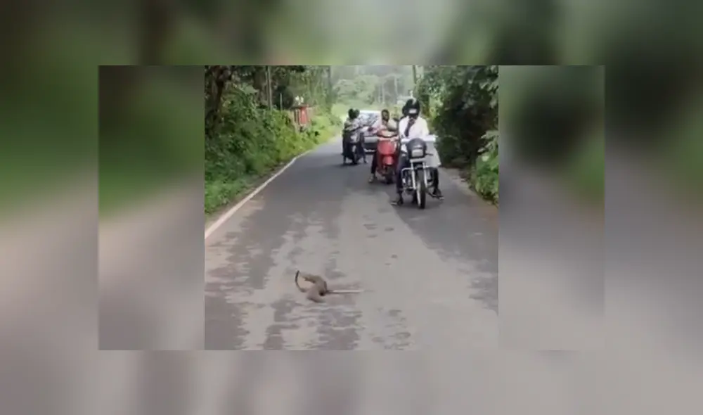 Desliza las imágenes para ver más detalles de esta feroz batalla entre una cobra y una mangosta. (Foto: captura / YouTube) Desliza las imágenes para ver más detalles de esta feroz batalla entre una cobra y una mangosta. (Foto: captura / YouTube)