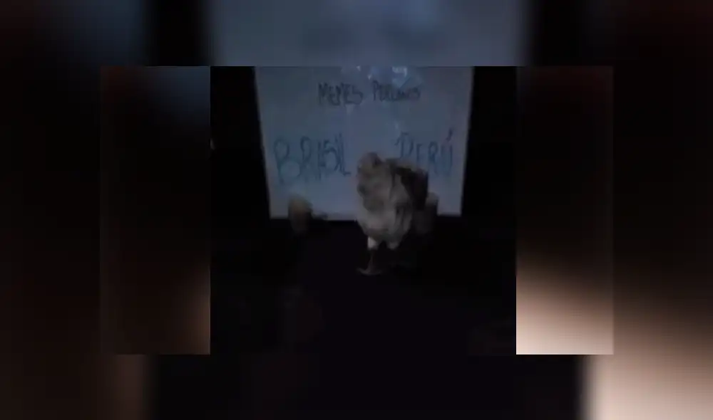 La famosa gallina 'Poly' lo hizo lanzó su pronóstico para la final de la Copa América y dejó a todos en shock.