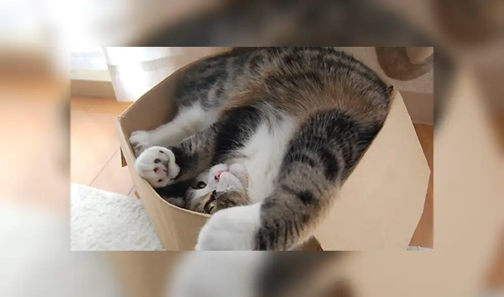 YouTube viral: ¿por qué todos los gatos adoran meterse en las cajas? [VIDEO]