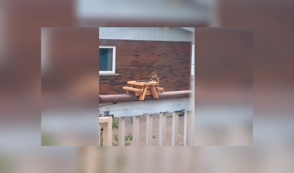 Desliza las imágenes para observar la ingeniosa ‘mesa de picnic’ que fabricó un hombre para los animales. Foto: Captura. Desliza las imágenes para observar la ingeniosa ‘mesa de picnic’ que fabricó un hombre para los animales. Foto: Captura.