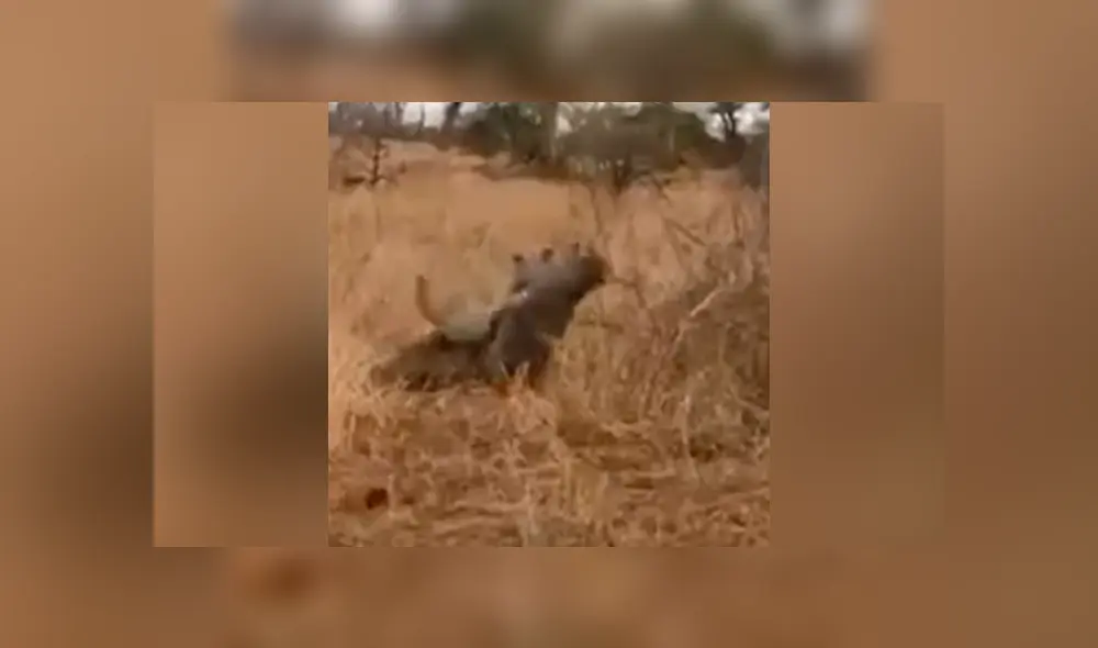 Vía YouTube. La hiena esperó a que el leopardo cazara a su presa y robársela, pero lo arruinó todo. Foto: captura