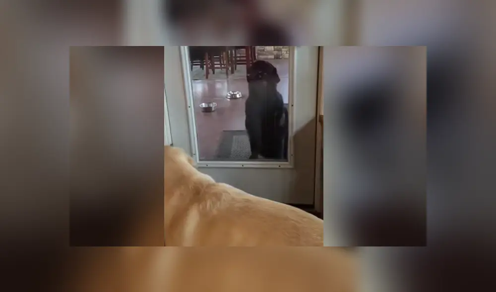 A través de YouTube se hizo viral la insólita ocurrencia de un perro celoso. A través de YouTube se hizo viral la insólita ocurrencia de un perro celoso.