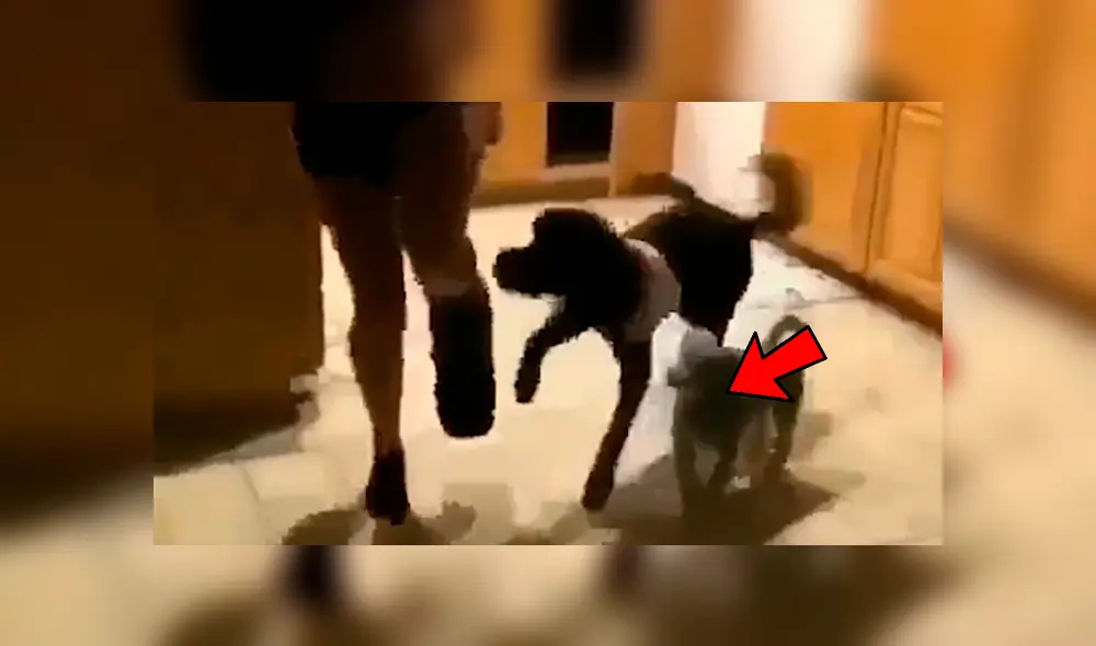 Facebook viral: chica con el pie enyesado fue imitada por sus perros de la peor forma posible [VIDEO] 