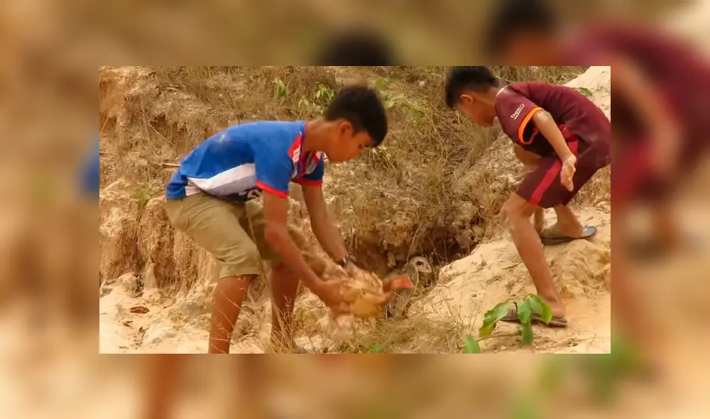 YouTube viral: una furiosa gallina defendió a sus pollitos del ataque de un búho [VIDEO] 