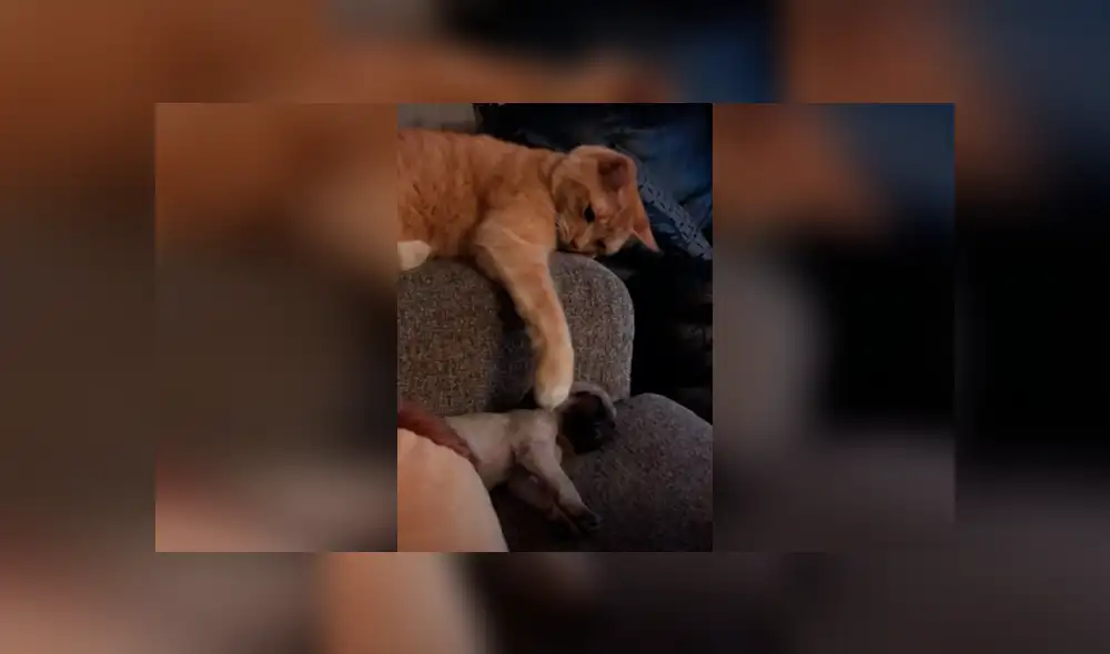 Desliza las imágenes para observar la tierna acción de un gato con la pequeña mascota de su dueña. Fotocaptura: ViralHog. Desliza las imágenes para observar la tierna acción de un gato con la pequeña mascota de su dueña. Fotocaptura: ViralHog.